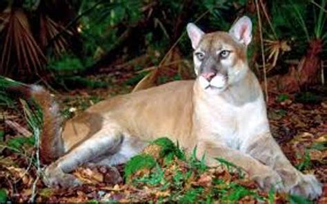 10 Interesting the Florida Panther Facts | My Interesting Facts