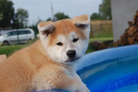 Akita Inu puppy on the car photo and wallpaper. Beautiful Akita Inu puppy on the car pictures