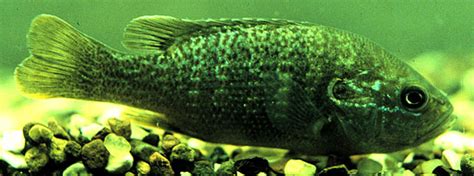 Fishes of Minnesota-Green sunfish