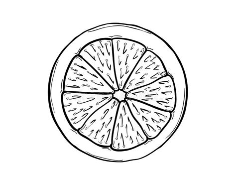 Black Outline Slice Of Citrus: Orange, Grapefruit Or Lemon On White Background. Stock Vector ...