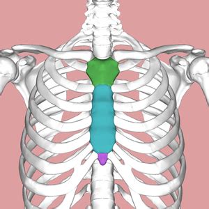 Sternal fracture - Physiopedia