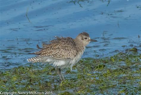 Photographing Shorebirds -Form Aligning with Function | Welcome to NancyBirdPhotography.com