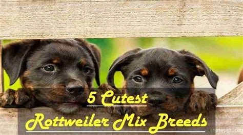 The 5 Cutest Rottweiler Mix Breeds You Need to See! - iHomePet