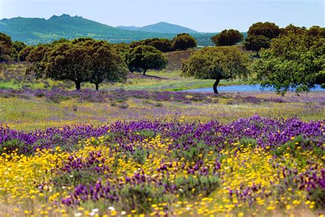 Unexplored Spain: road-tripping around Extremadura - Lonely Planet | Extremadura, Scenery, Landscape