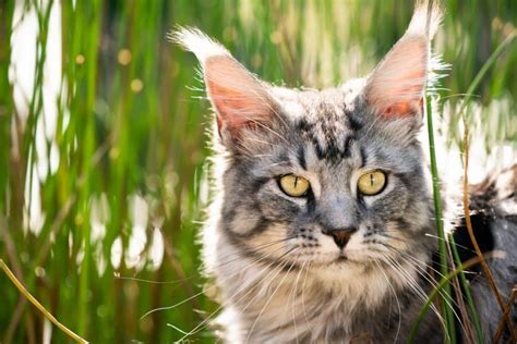 The Maine Coon Siamese Mix-Everything You Need To Know - MaineCoon.org