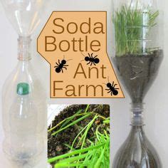 How To Make A Soda Bottle Ant Farm