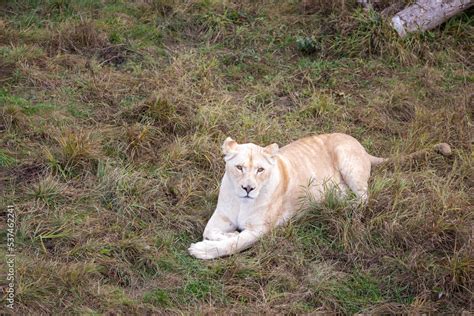 White lioness in nature park (Panthera leo krugeri) Stock Photo | Adobe ...