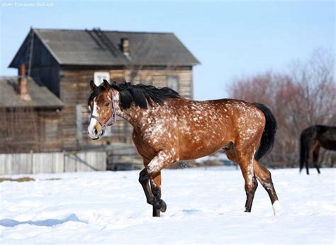 44 best Horse Color Galore: Snowflake images on Pinterest | Appaloosa ...