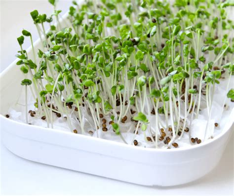 How to Grow Broccoli Sprouts - HormonesBalance.com