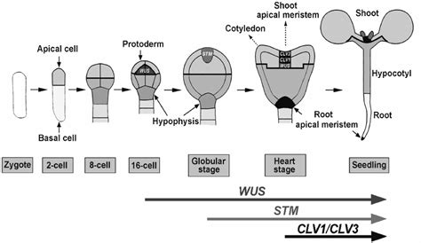 23+ Apical Meristem Diagram - DorinoAlaiham