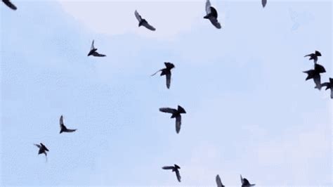 Mesmerizing Bird Flying GIF