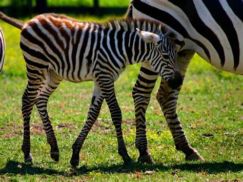 Zebra foal