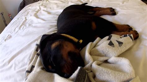 Rottweiler puppy sleeping - YouTube