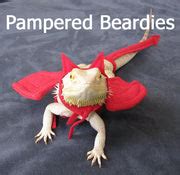 Pampered Beardies