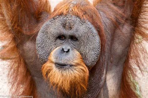 Bornean Orangutan - Profile | Facts | Diet | Habitat | Endangered - Primates Park