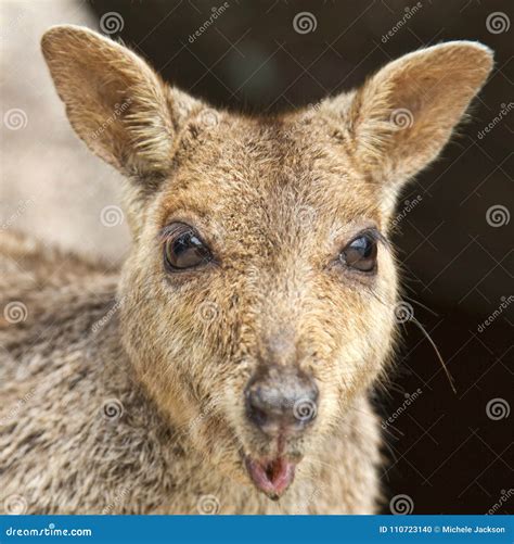 Australian Kangaroo in Close Up Stock Photo - Image of australia ...