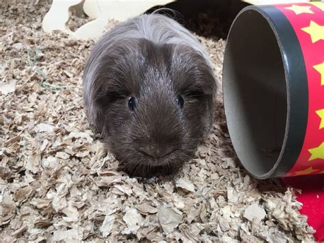 Best Guinea Pig Bedding: Complete Guide by Guinea Piggles