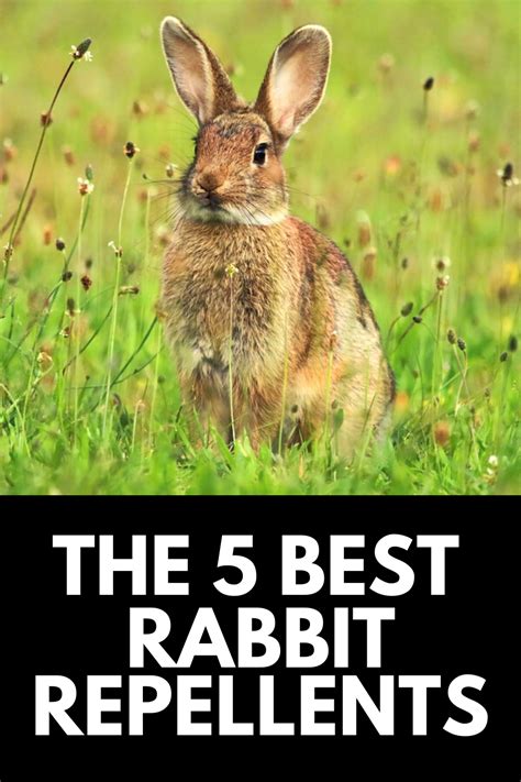 Rabbit Deterrent, Rabbit Repellent, Repellent Diy, Rabbit Nest, Wild Rabbit, Home Vegetable ...