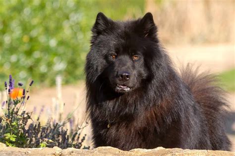 Black Samoyed: Do Black Samoyeds Actually Exist?