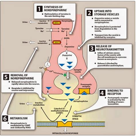 Pharmacological Blog: Neurotransmission at adrenergic neurons