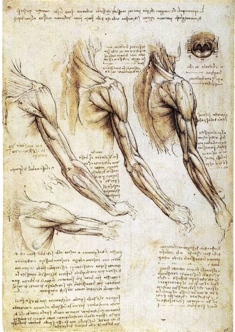 3-7 Leonardo da Vinci, Muscles of the Arm, Shoulder,and Neck, ca. 1510 ...