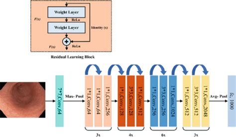 Block diagram of the ResNet50 architecture, adapted from [15 ...