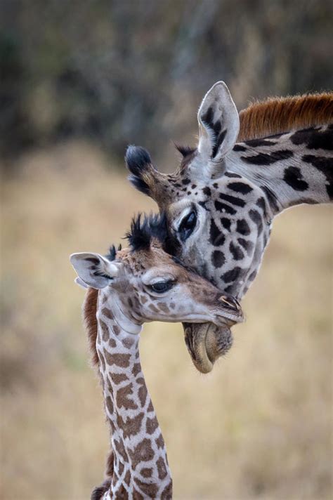 Mother and baby giraffe Photograph by Carl R Schneider