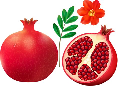 Free Pomegranate Cliparts, Download Free Pomegranate Cliparts png images, Free ClipArts on ...