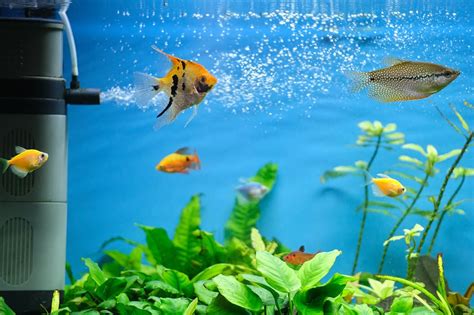 Expert Guide to Freshwater Aquarium Filter Types – Splashy Fish