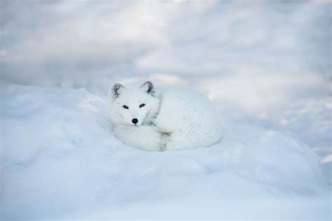 Wildlife in Norway: Your Guide to Wildlife Watching in Norway