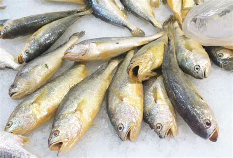 Frozen Yellow Croaker fish with All Size,China price supplier - 21food