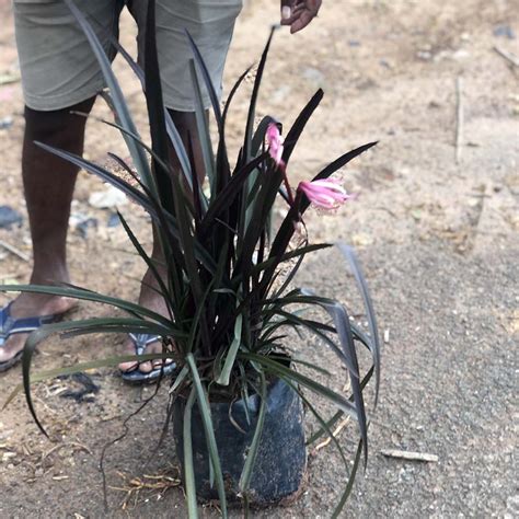 Crinum Lily Black - Gowthami Nursery