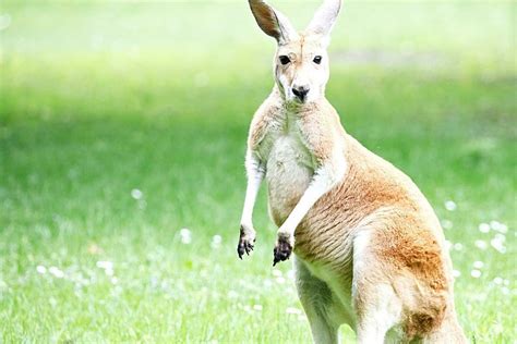 Kangaroos, Magnificent Animals That Are Uniquely Australian