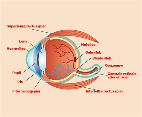 Anatomie van het oog: zo kun je zien| Hans Anders