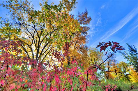 Pictures Autumn Nature Trees