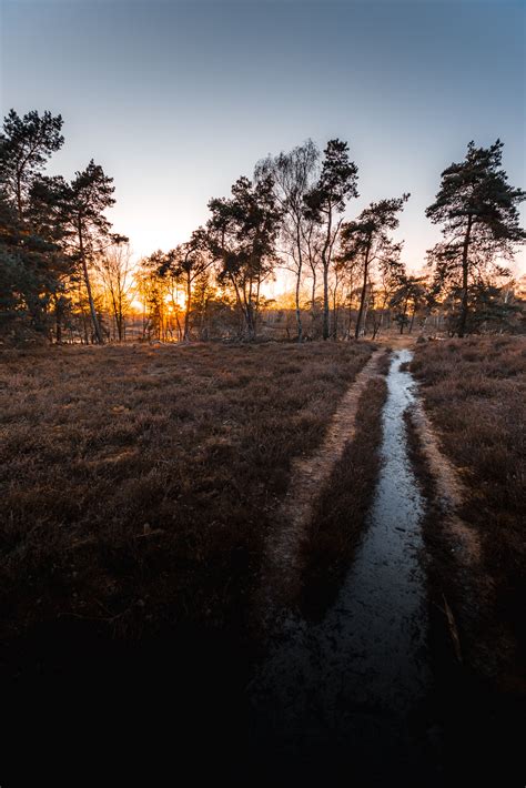 Photographing in a foggy forest — Dedication Photography