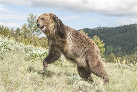 See the Intense Moment Massive Bears Mount a Family's Car and Attempt a Break-In - A-Z Animals