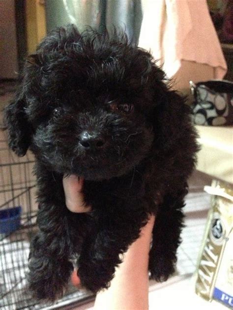 Poodle Puppy Sold - 8 Years 3 Months, Black Toy Poodle Teddy Bear Look ...