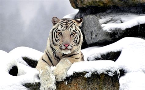 Majestic White Tiger HD Wallpaper