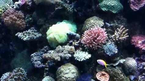 Resorts World Sentosa S.E.A. Aquarium Tour - YouTube