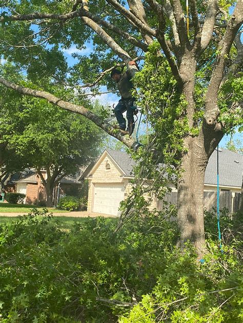 Leander Tree Care | #1 Tree Service in Leander & Round Rock TX