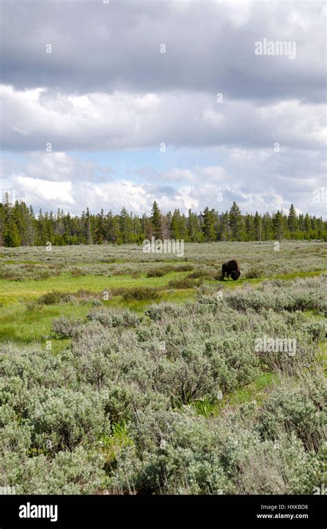 bison in Yellowstone National Park Stock Photo - Alamy