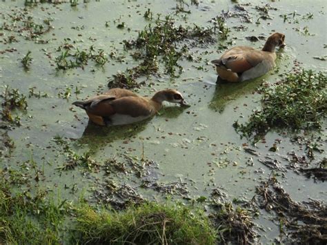 Ducks and Drakes | SIMILAR BUT DIFFERENT IN THE ANIMAL KINGDOM