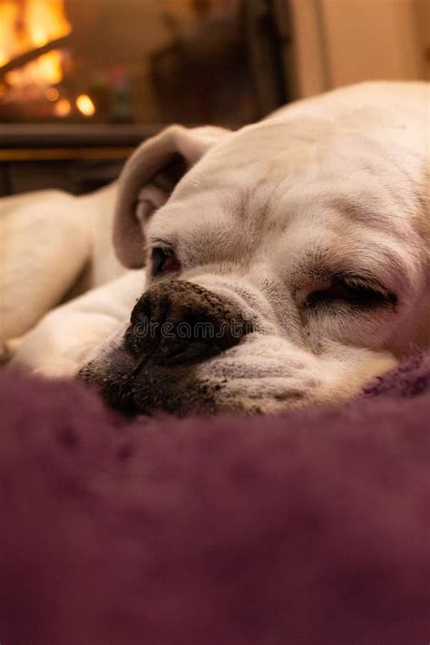 White Boxer Dog Sleeping on a Purple Rug Near the Burning Fireplace. Resting Dog Stock Image ...