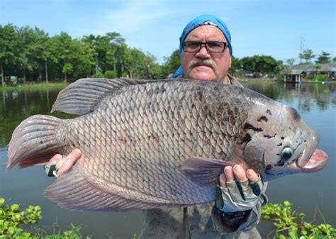 Giant gourami - Alchetron, The Free Social Encyclopedia