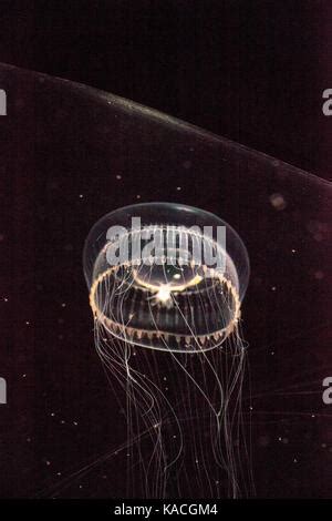 Crystal Jellyfish (Aequorea victoria Stock Photo - Alamy