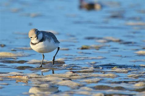 Piping Plover Stock Photos, Images and Backgrounds for Free Download