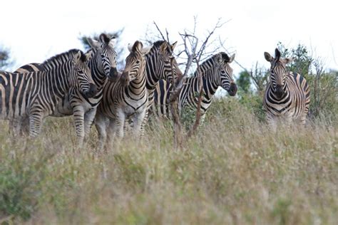 The Queen Elizabeth Nature Reserve - Pietermaritzburg Tourism Association