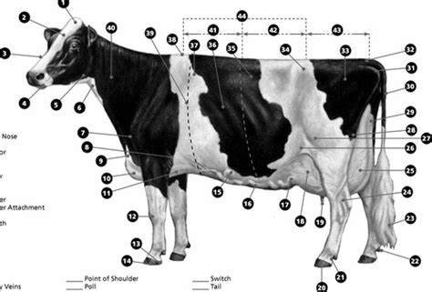 Dairy Cattle and Dairy Foods Flashcards | Quizlet