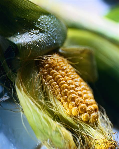 Maize Lethal Necrosis Disease Diagnostic